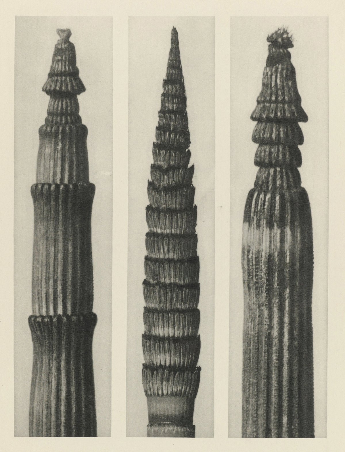 Karl Blossfeldt: Natural design archetypes
