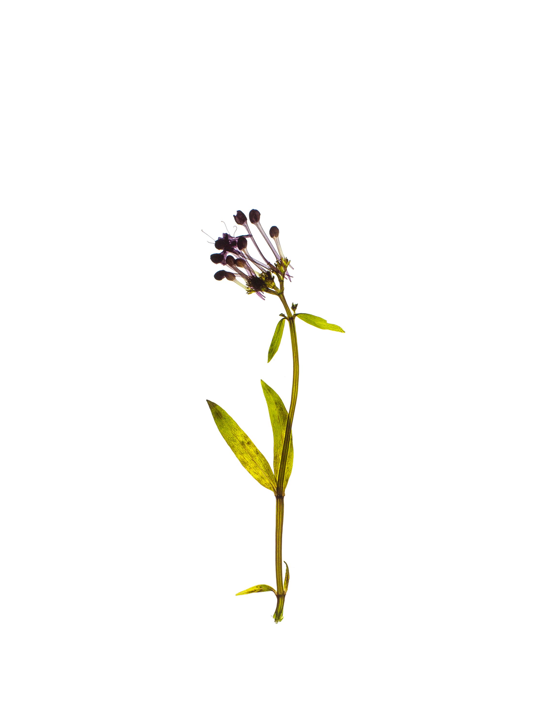 Piran, Slovenia, 09/2022