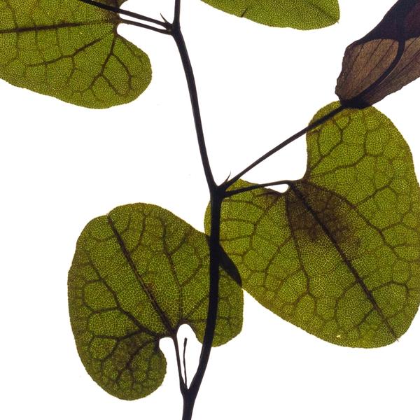 Backlit pressed specimen