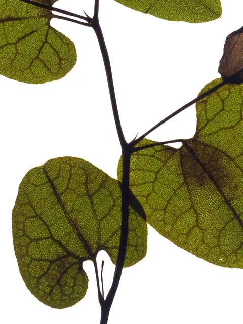 Aristolochia Baetica, Vejer de la Frontera, Spain, 03/2022