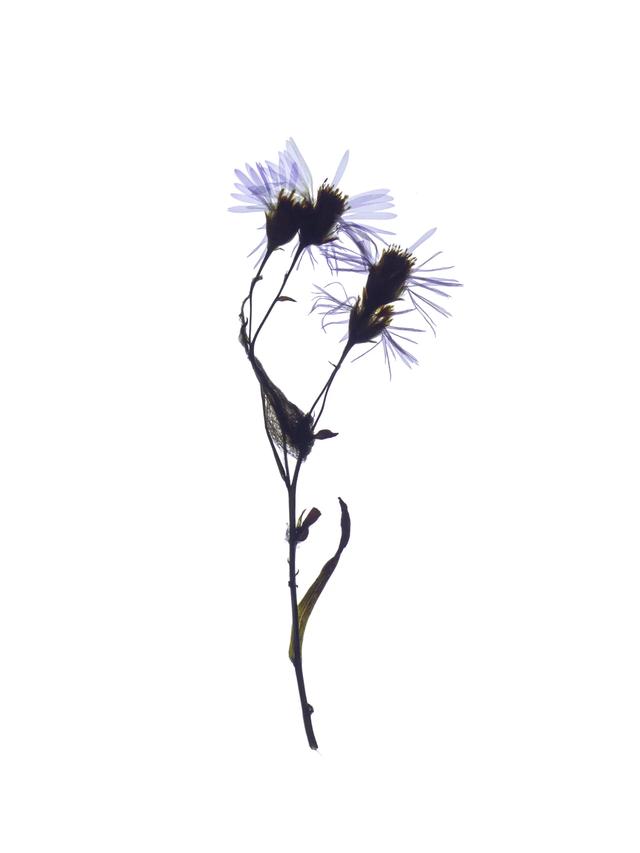 Specimen collected in Pärnu, Estonia, 09/24