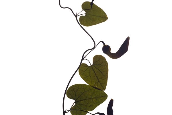 Vejer de la Frontera, Spain, 03/2022