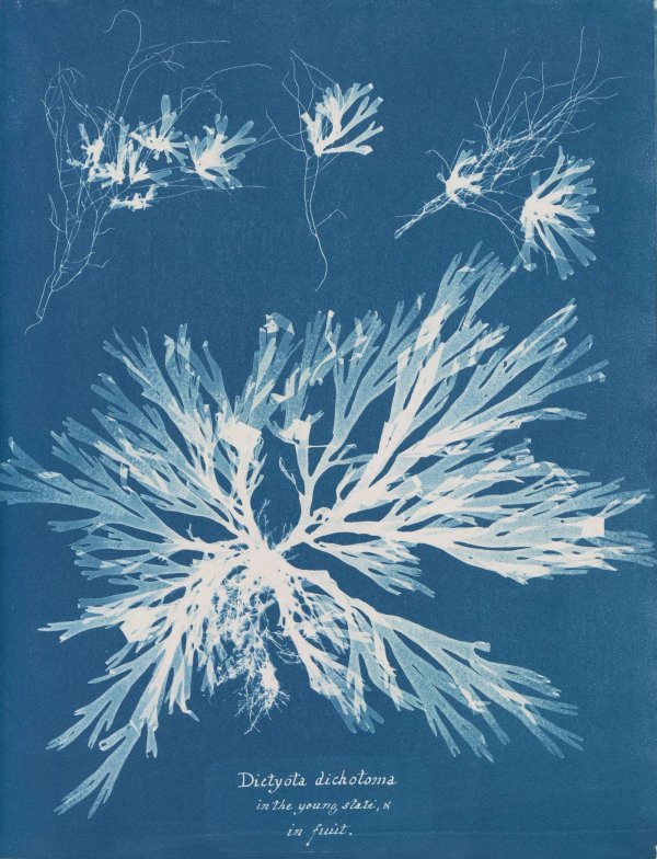 Anna Atkins — Botanical Cyanotypes & the First Photographic Book
