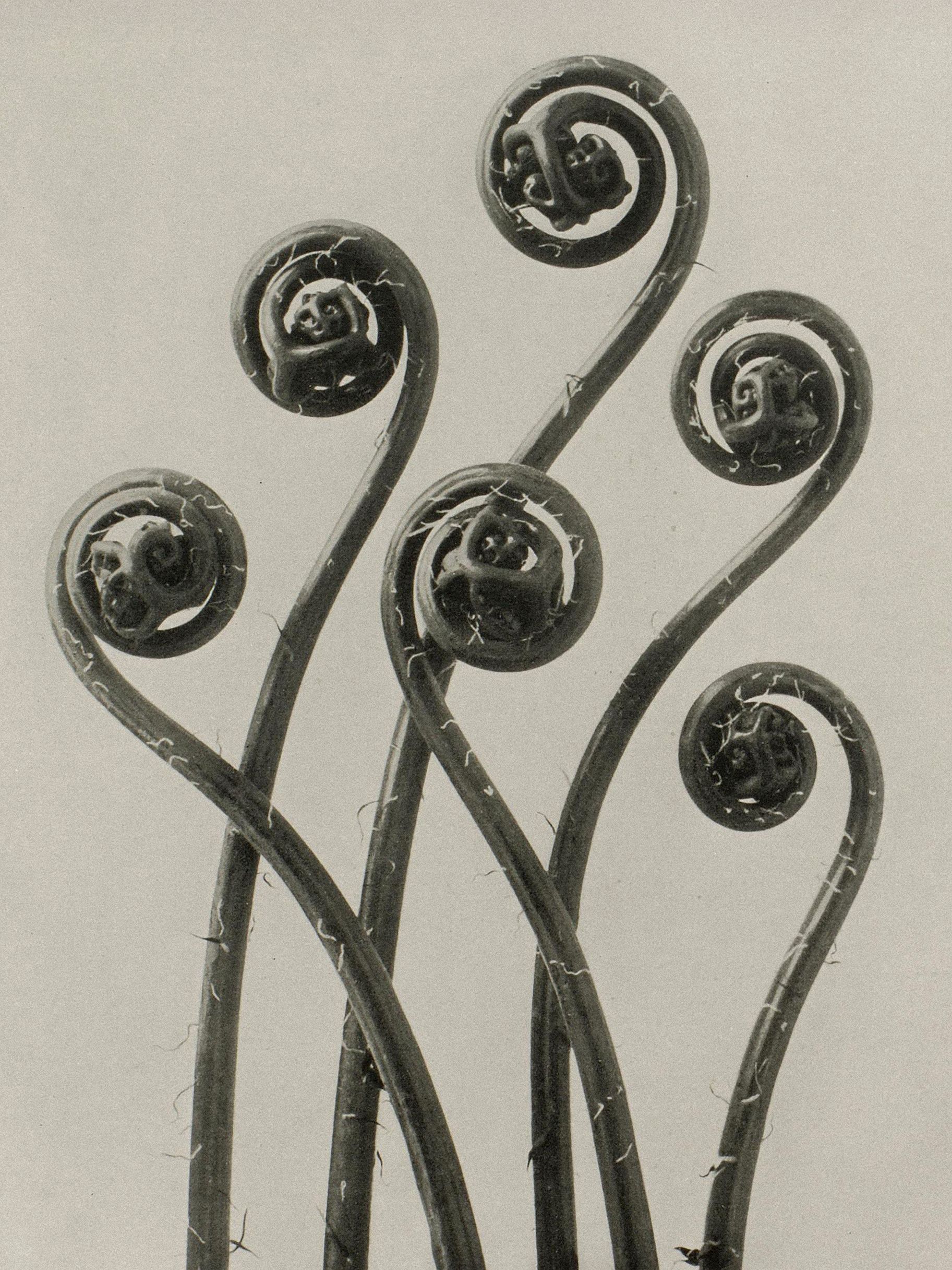 Karl Blossfeldt: Natural design archetypes
