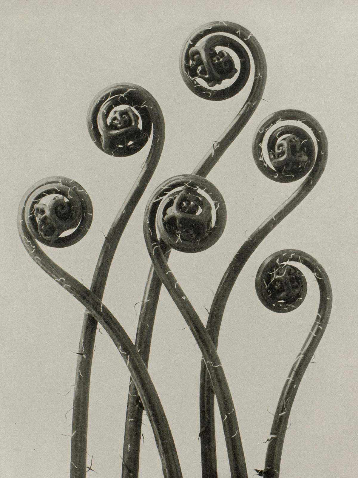 Karl Blossfeldt: Natural design archetypes