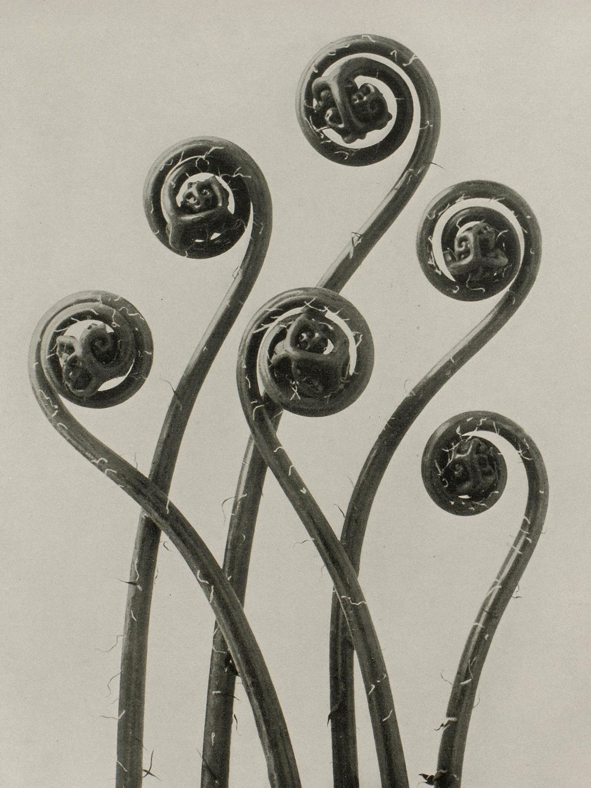 Karl Blossfeldt: Natural design archetypes