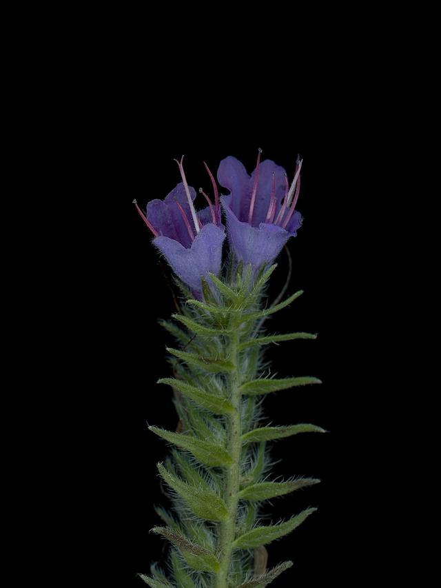 Detail of specimen collected in Thalkirchen, Germany, September 2025