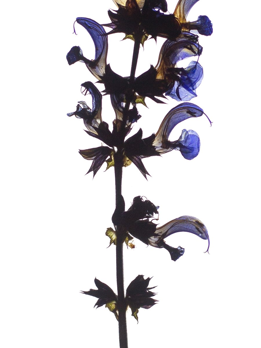 Offenbach, Germany, 06/2019