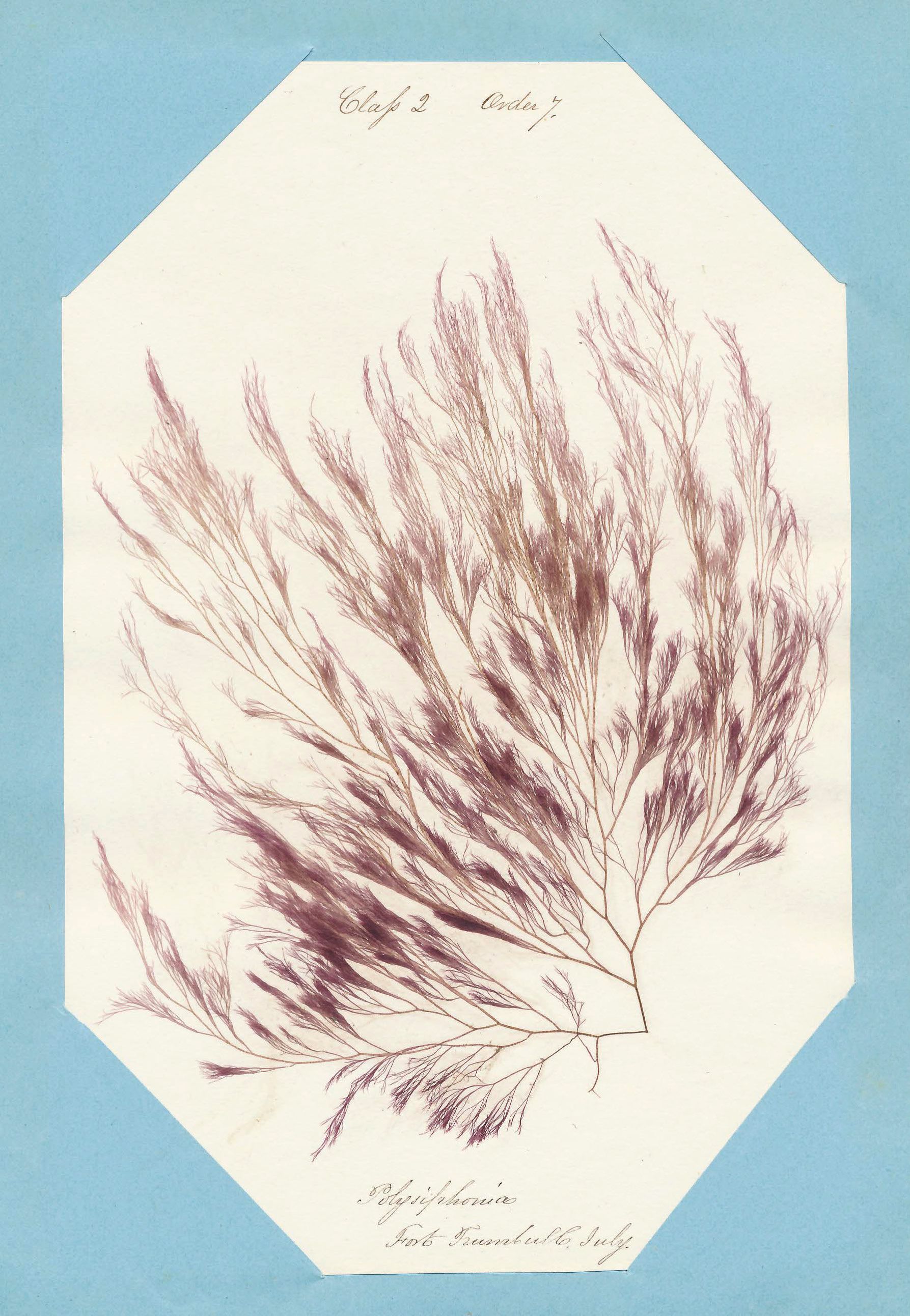 Eliza M. French: Seaweed Herbarium