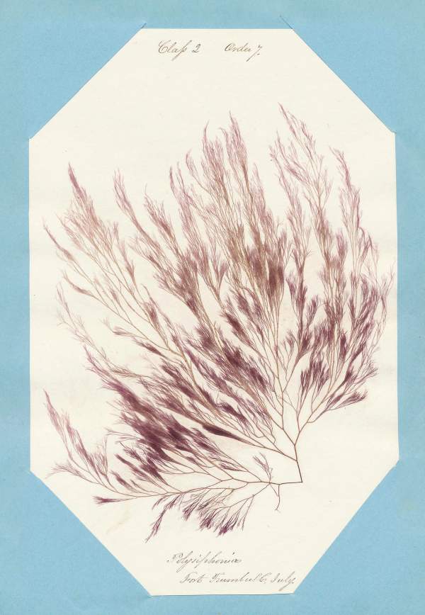 Eliza M. French: Seaweed Herbarium