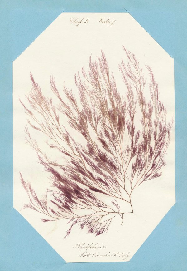 Eliza M. French: Seaweed Herbarium