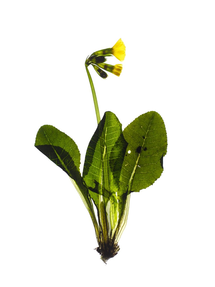 Pliezhausen, Germany, 03/2020