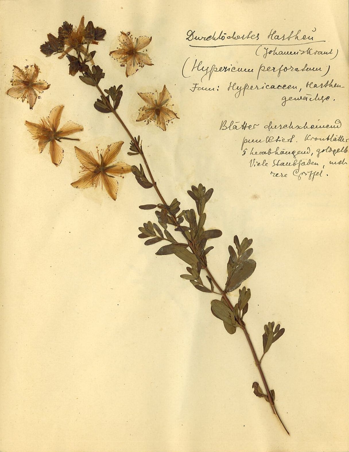 Rosa Luxemburg: Herbarium