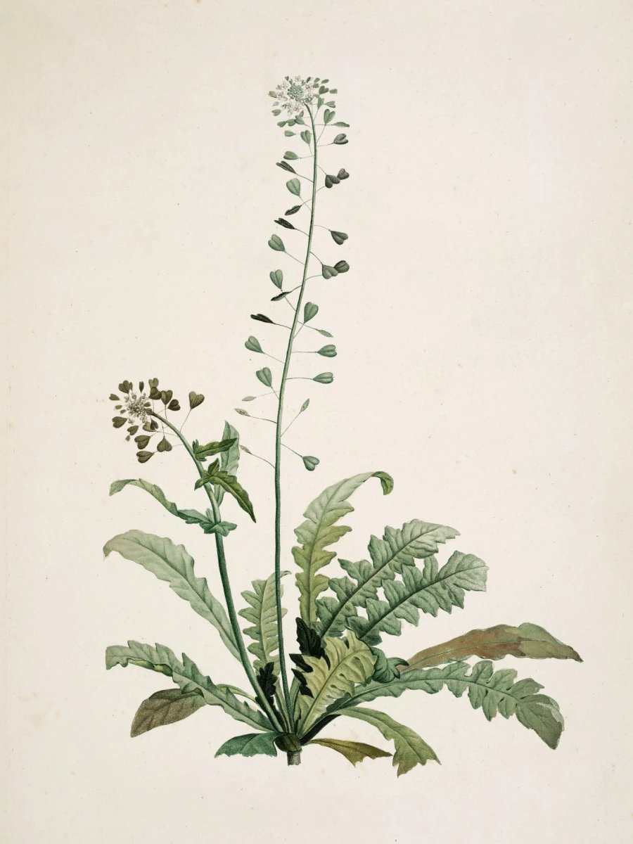 La Botanique de J.J. Rousseau, 1905