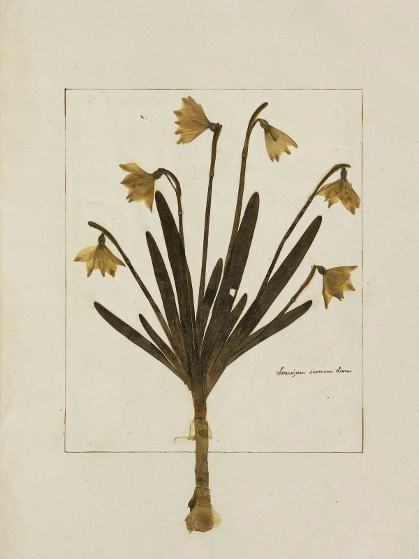 Felix Platter: Herbarium