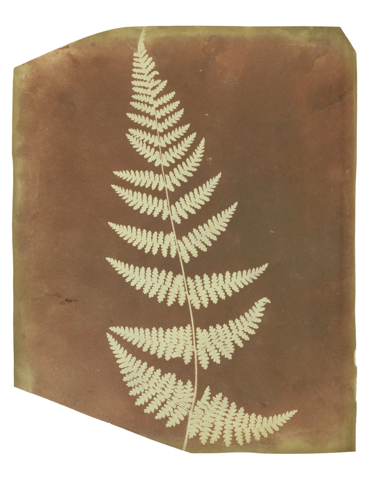 Fox Talbot — Plant Calotypes & the Invention of Paper Photography