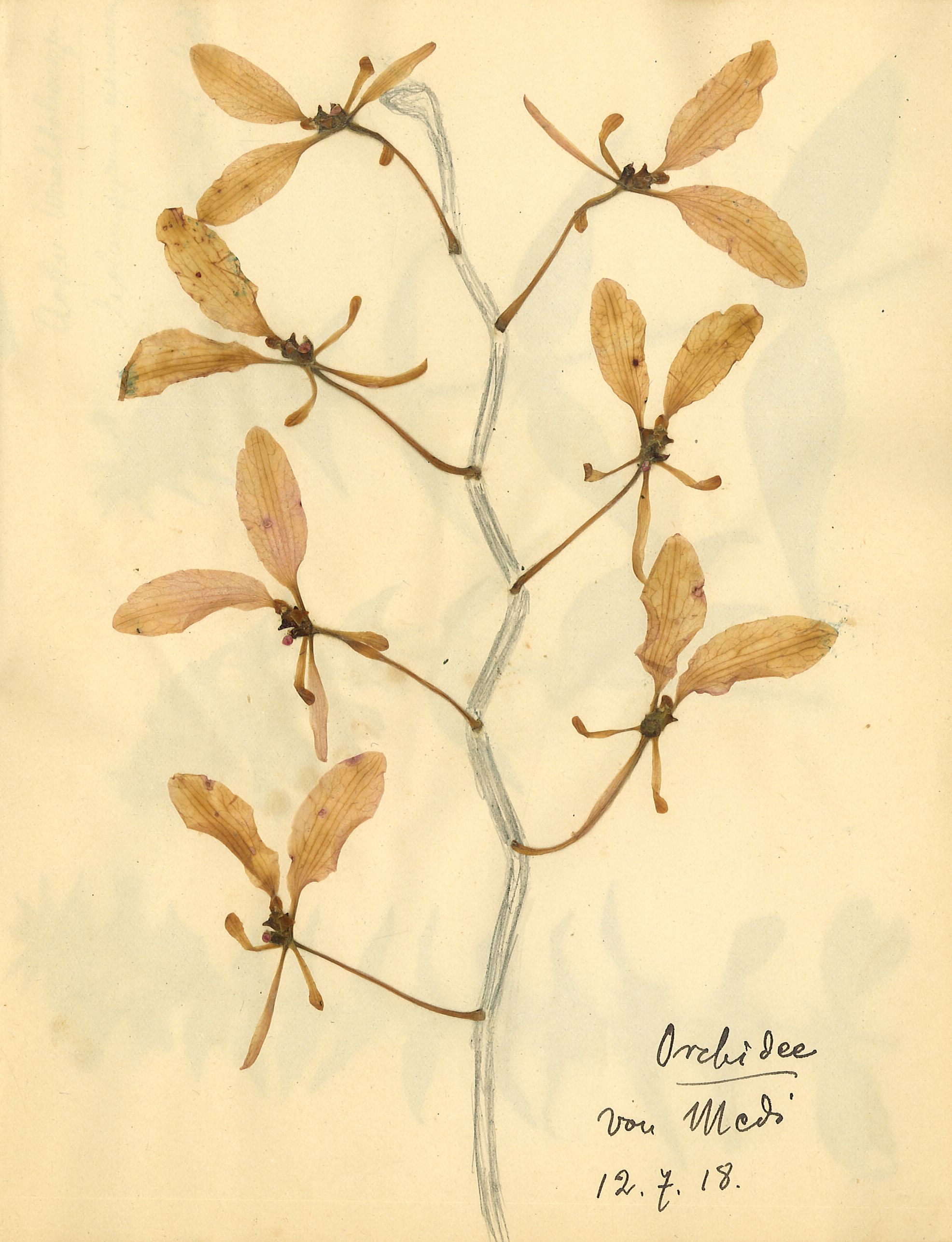 Rosa Luxemburg: Herbarium