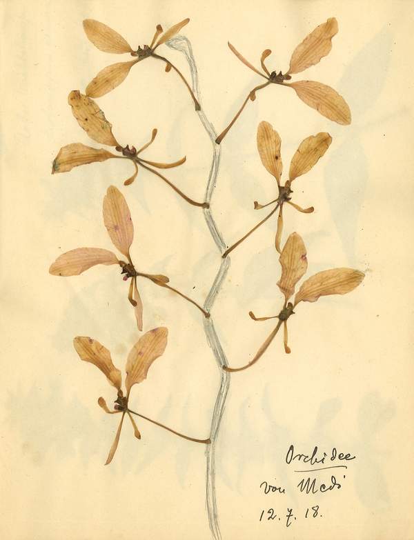 Rosa Luxemburg: Herbarium