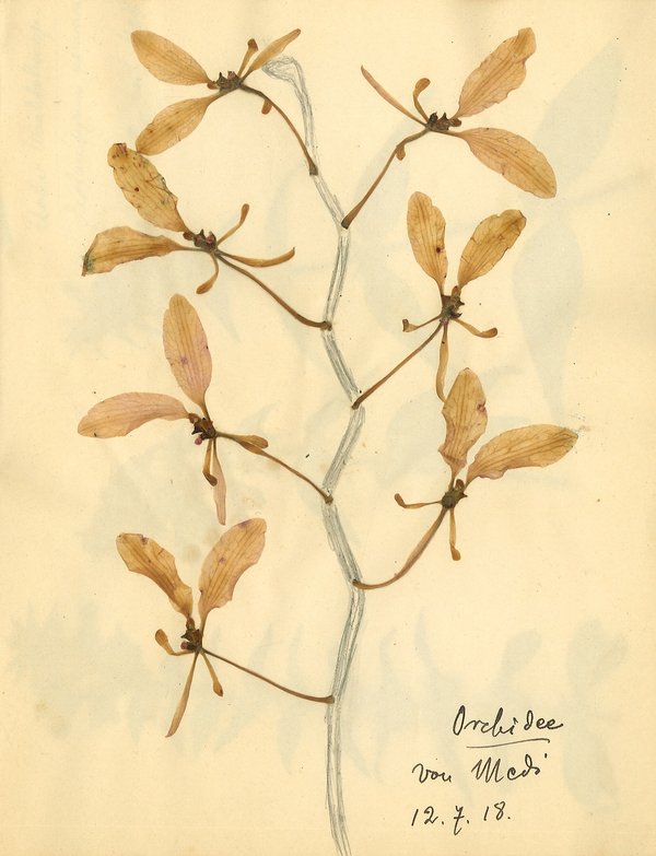 Rosa Luxemburg: Herbarium