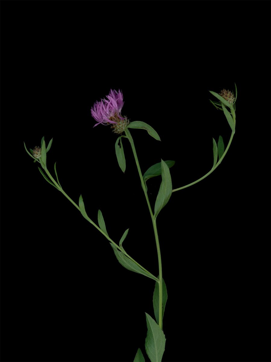 Detail, Thalkirchen, Germany, 09/2025