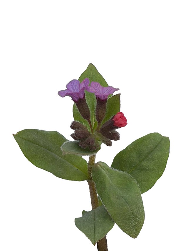 Pfullingen, Germany, 04/2026