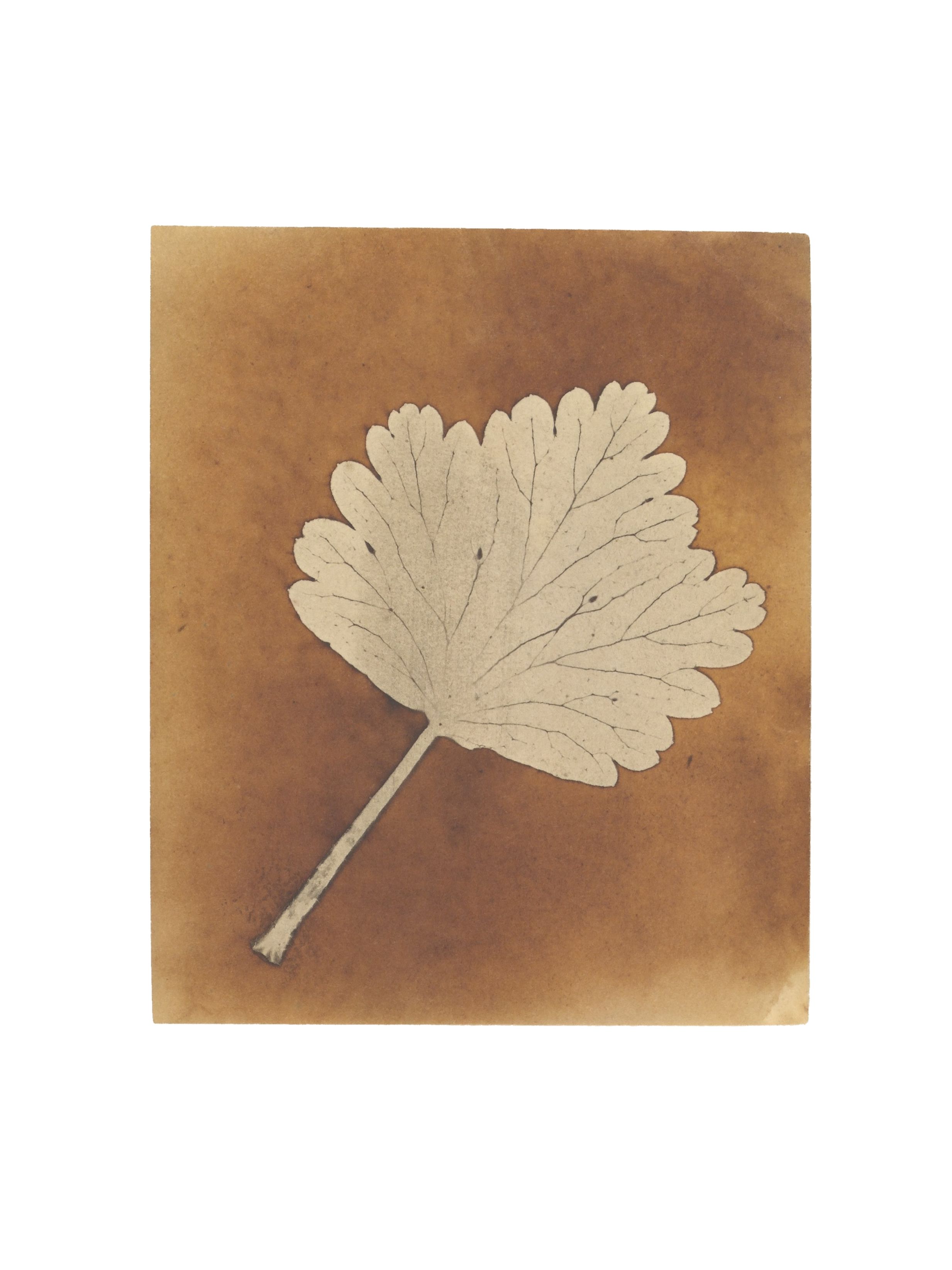 Fox Talbot: Plant Calotypes