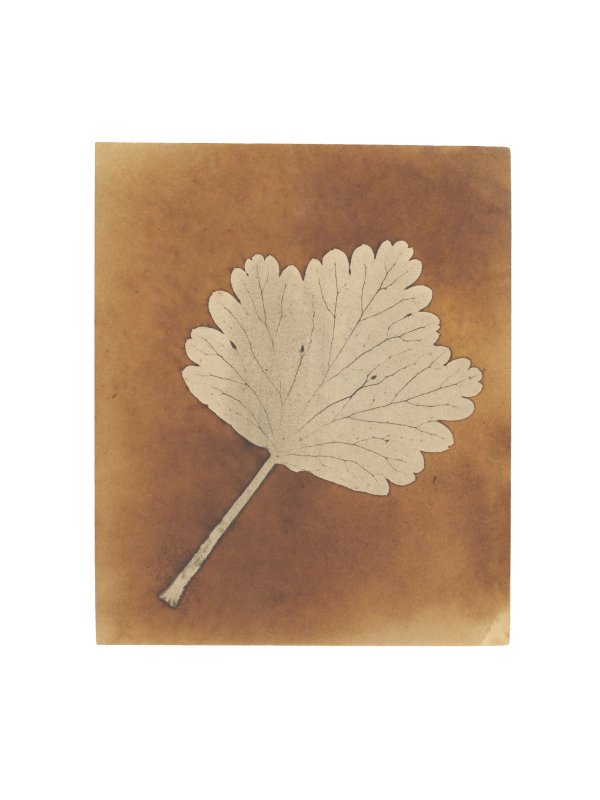 Fox Talbot — Plant Calotypes & the Invention of Paper Photography