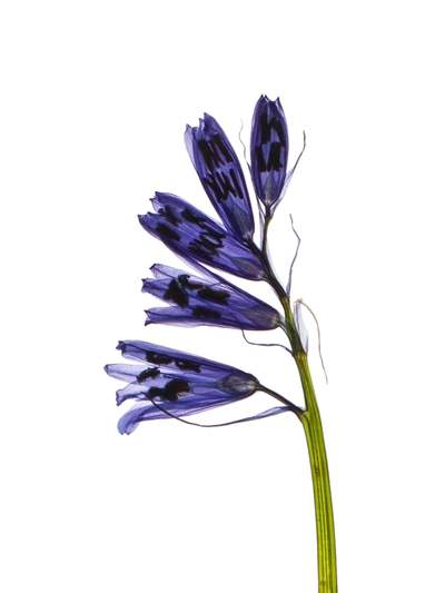 Backlit pressed specimen