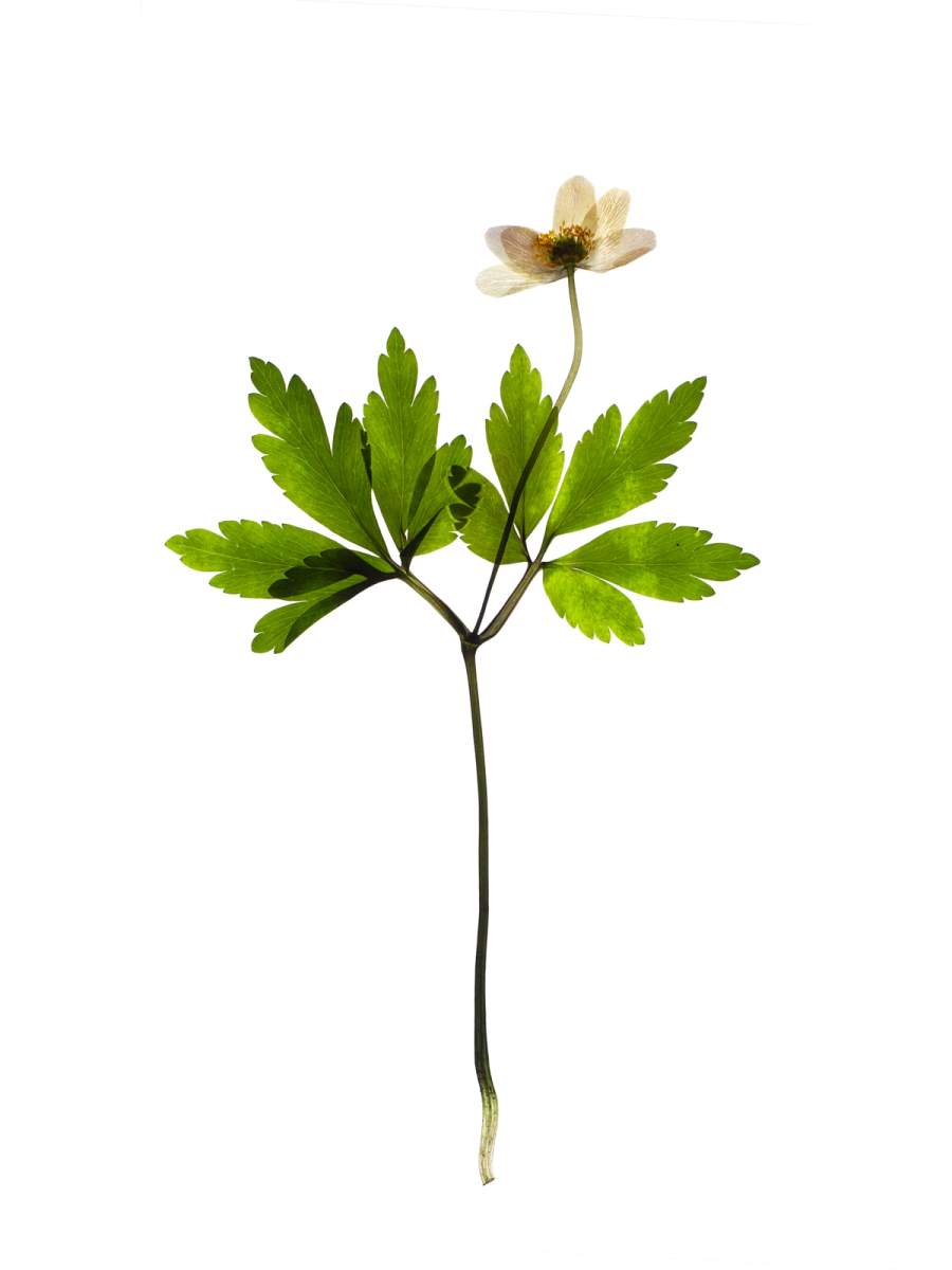 Pliezhausen, Germany, 03/2020