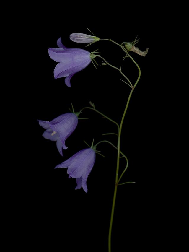 Detail of specimen collected in Munich, 09/2025