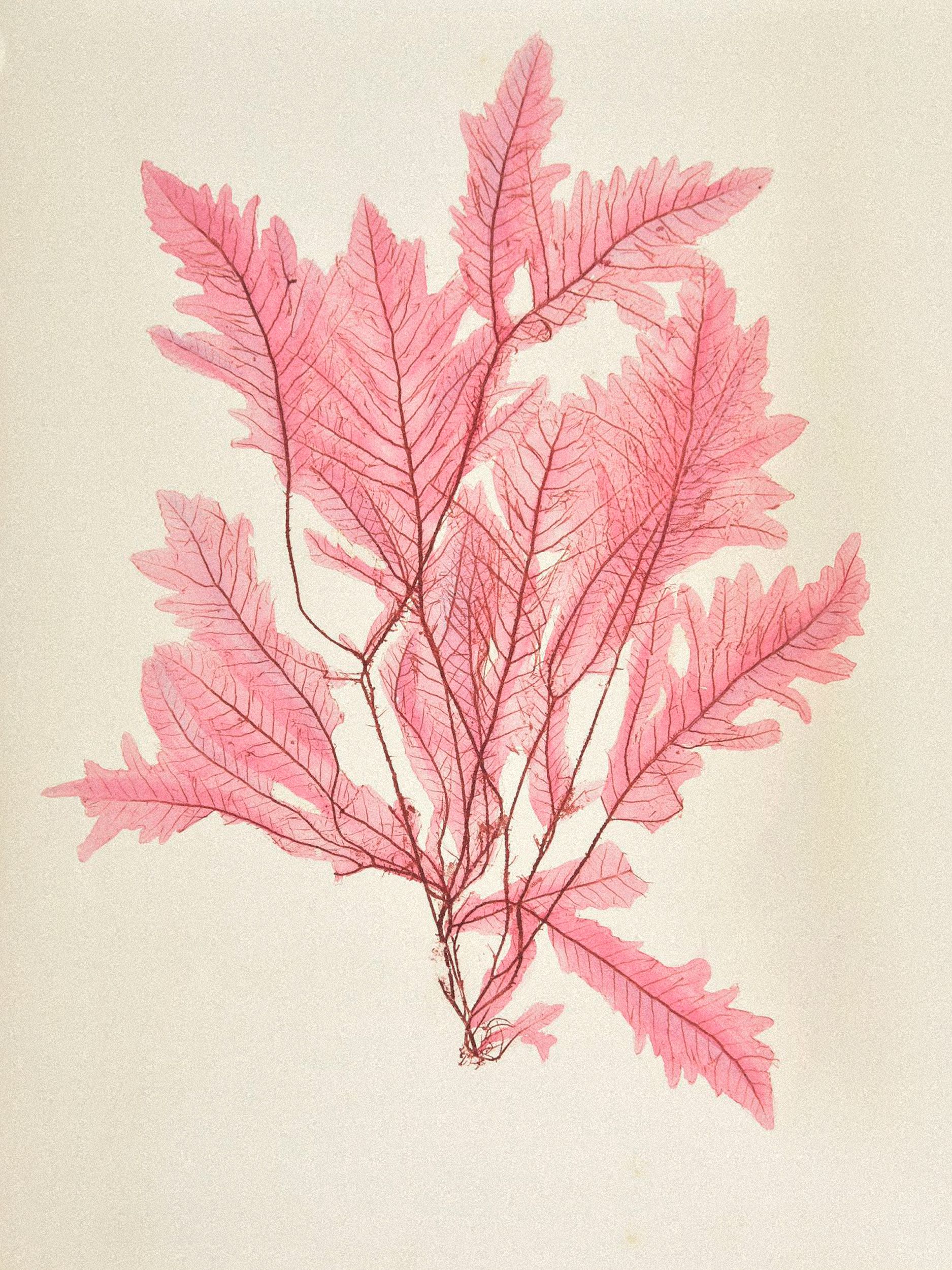 Henry Bradbury: Pioneer of Botanical Nature Printing