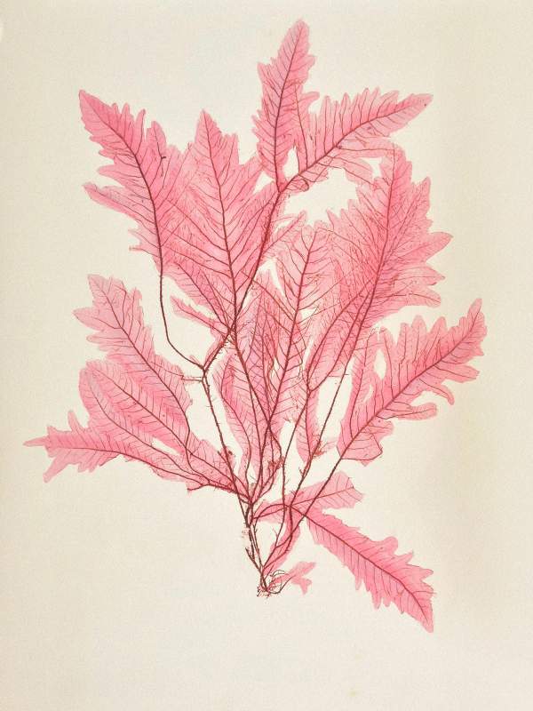 Henry Bradbury: Pioneer of Botanical Nature Printing