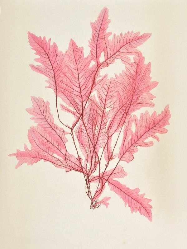 Henry Bradbury: Pioneer of Botanical Nature Printing