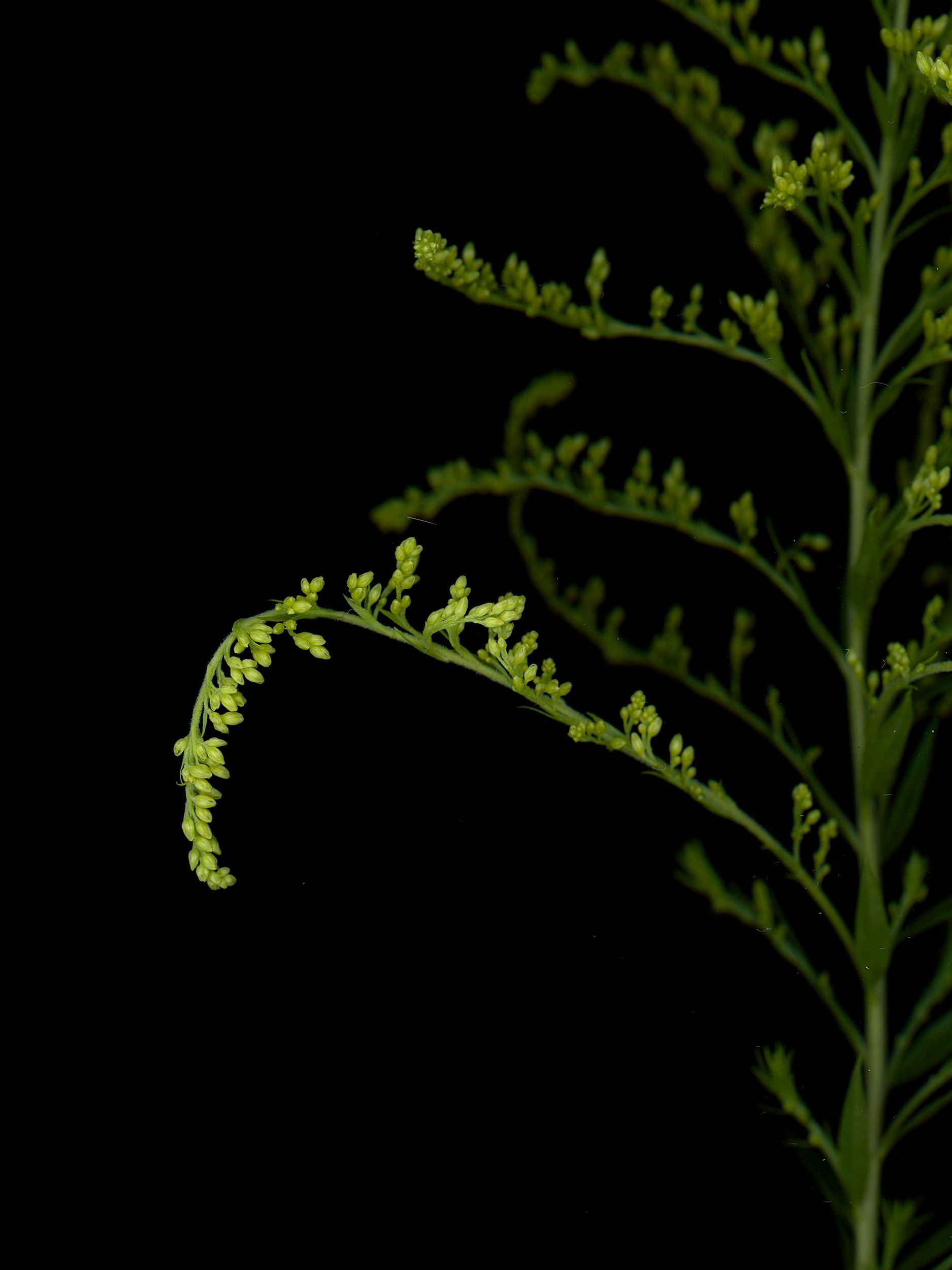 Detail of Specimen collected in Thalkirchen, Germany, 08/2025