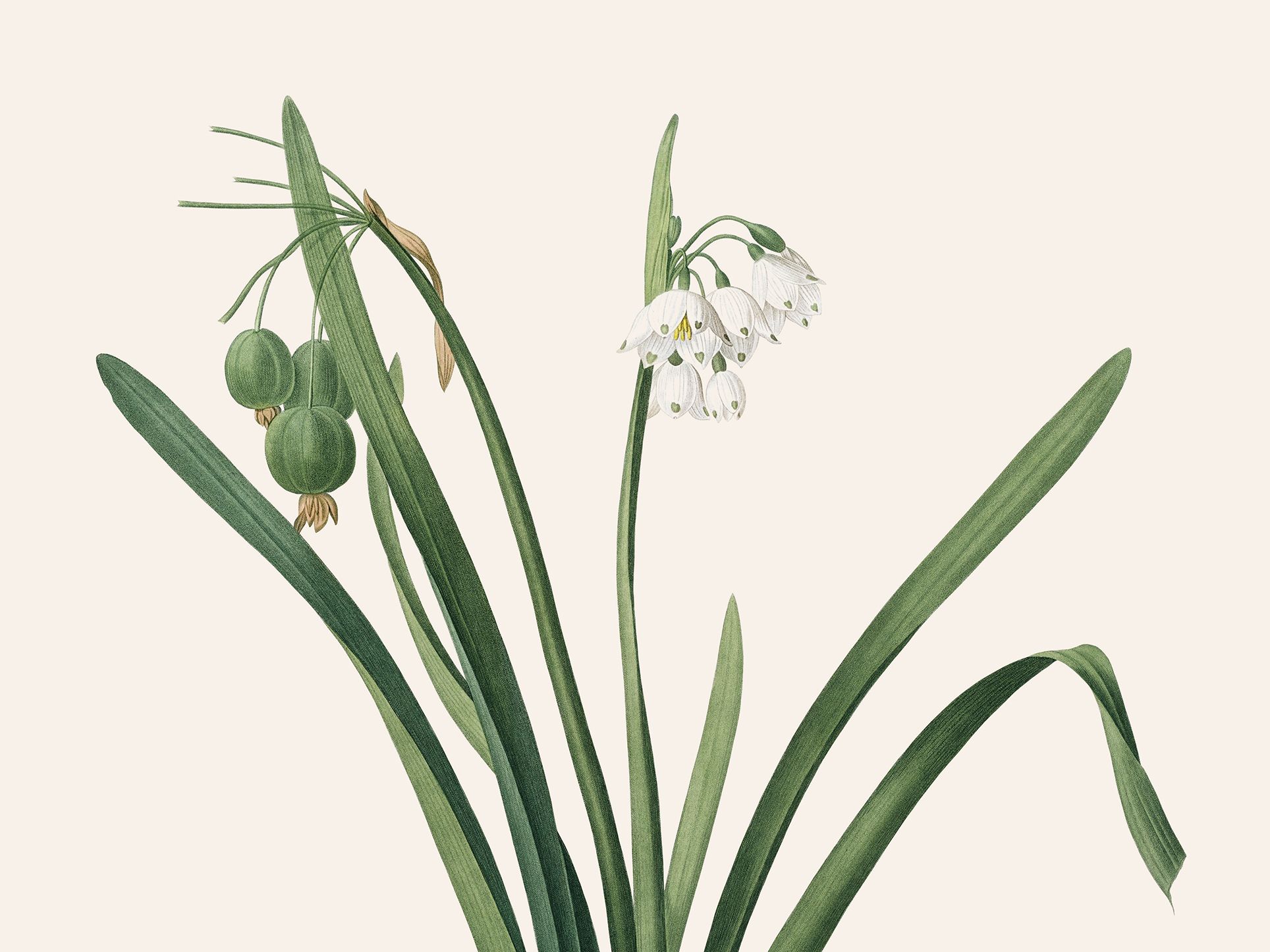 Leucojum aestivum