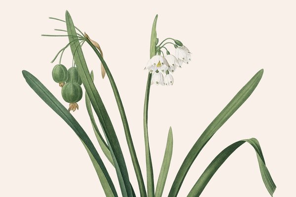 Leucojum aestivum