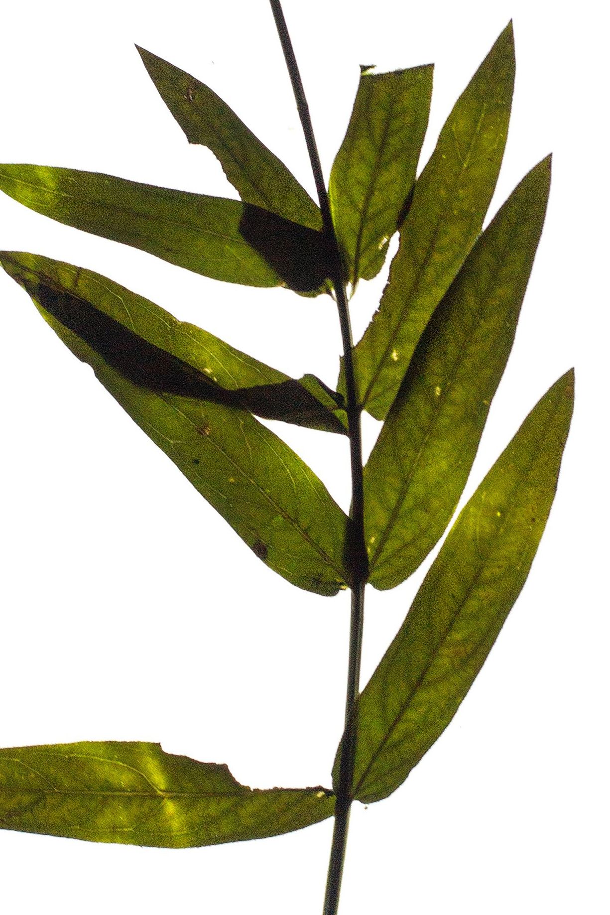 Thalkirchen, Germany, 03/2023