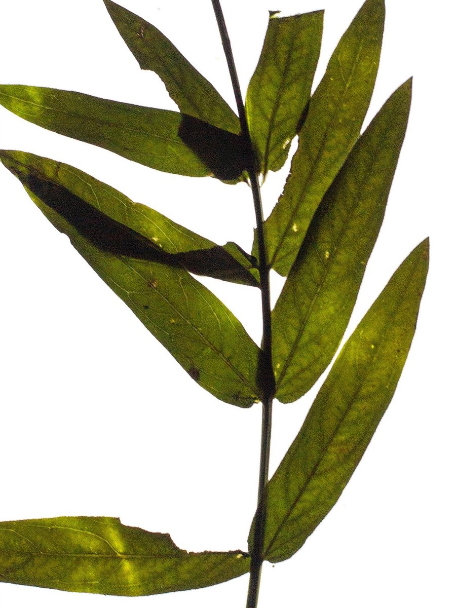 Thalkirchen, Germany, 03/2023