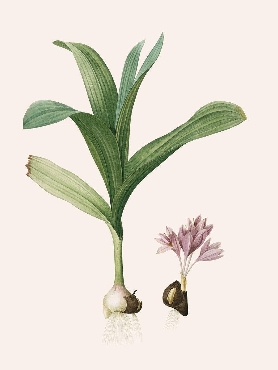 Les Liliacées, Vol. 4/ Pl. 468