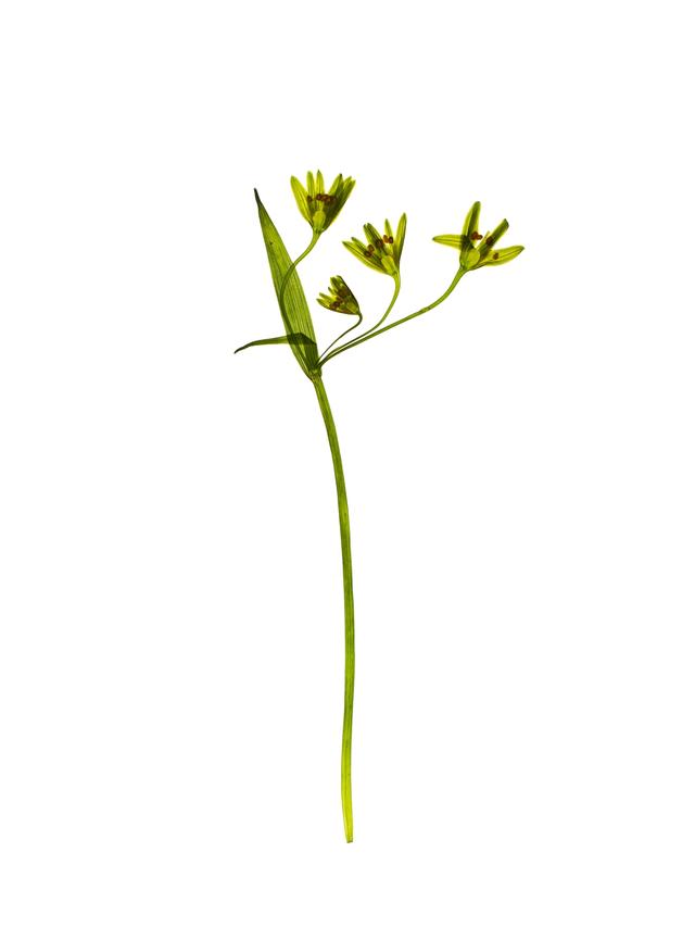 Specimen collected in Tegernsee, Germany, 03/2024