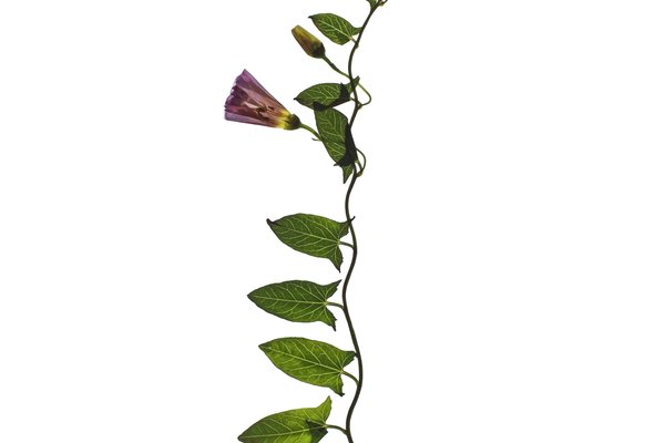 Schweigen-Rechtenbach, Germany, 06/2021