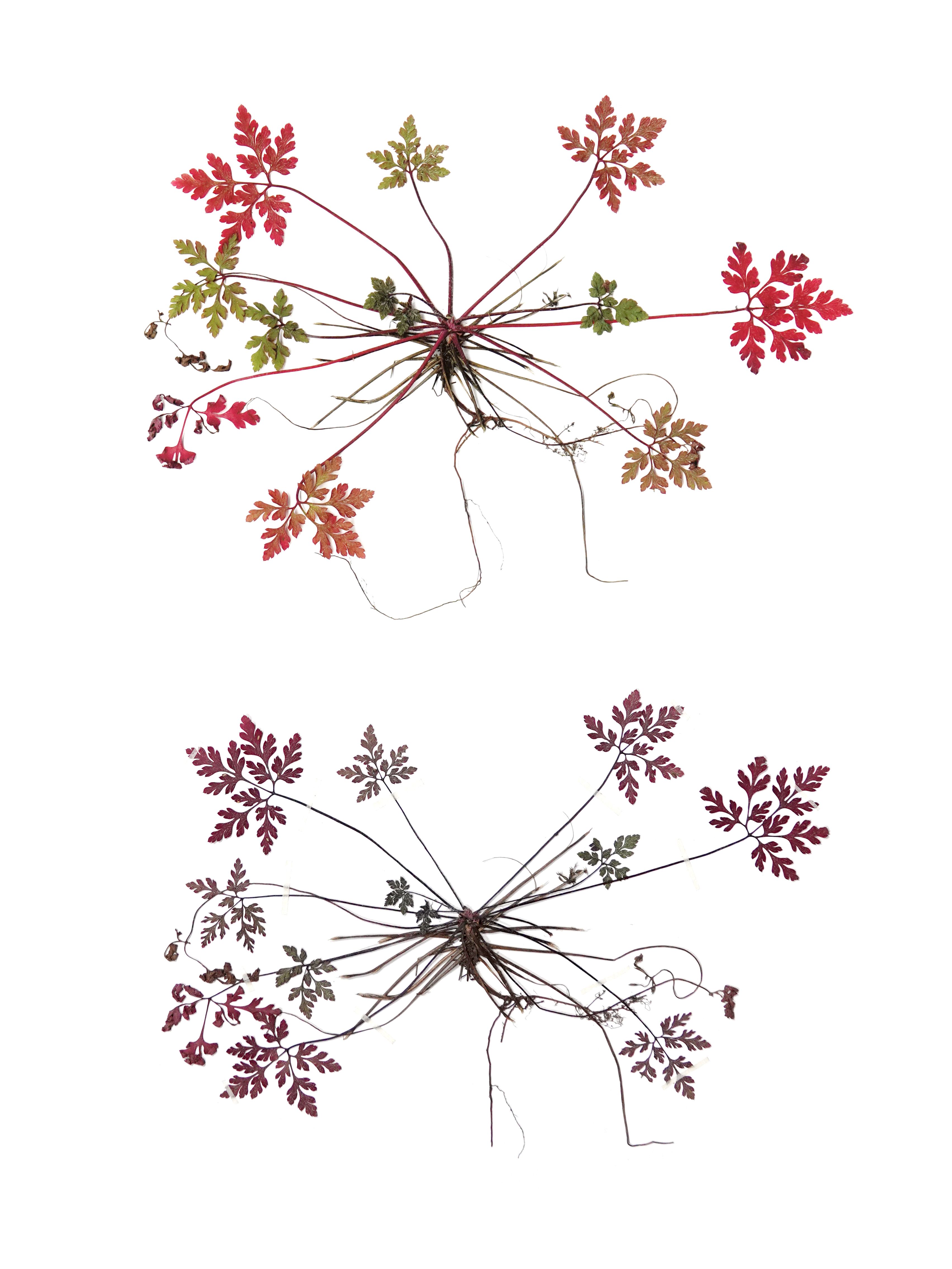 Anne Geene — Eternal Herbarium