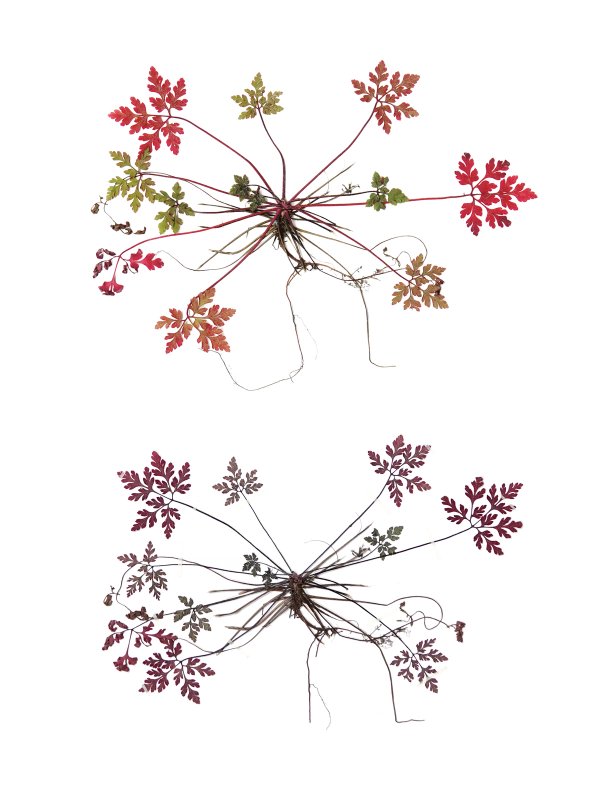 Anne Geene — Eternal Herbarium