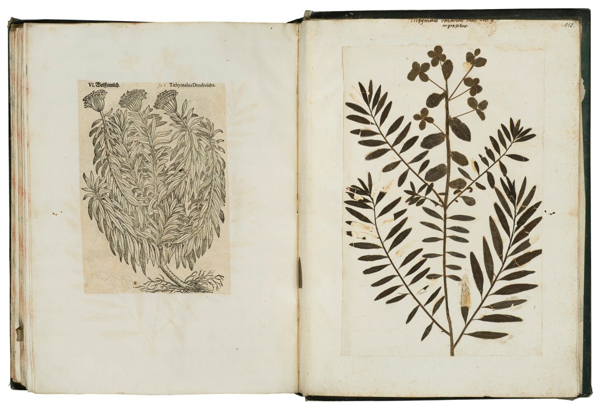 Felix Platter: Herbarium