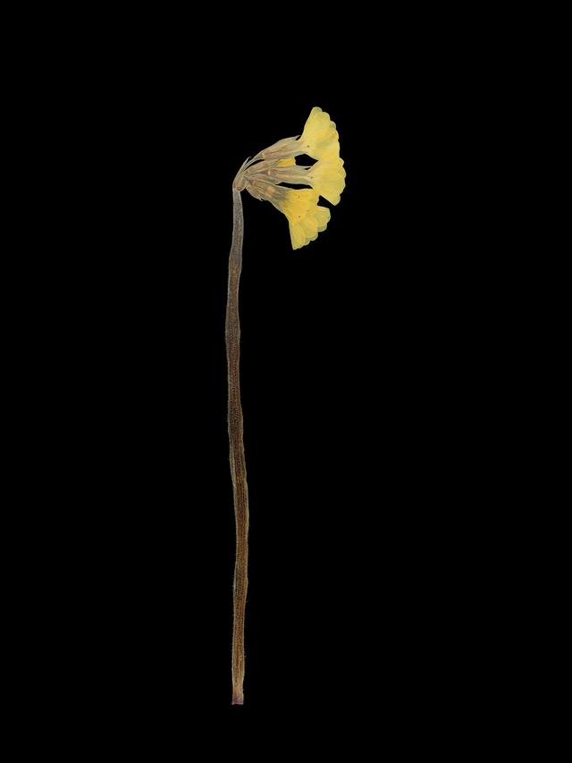 Specimen collected in Rübgarten, Germany, 03/2020