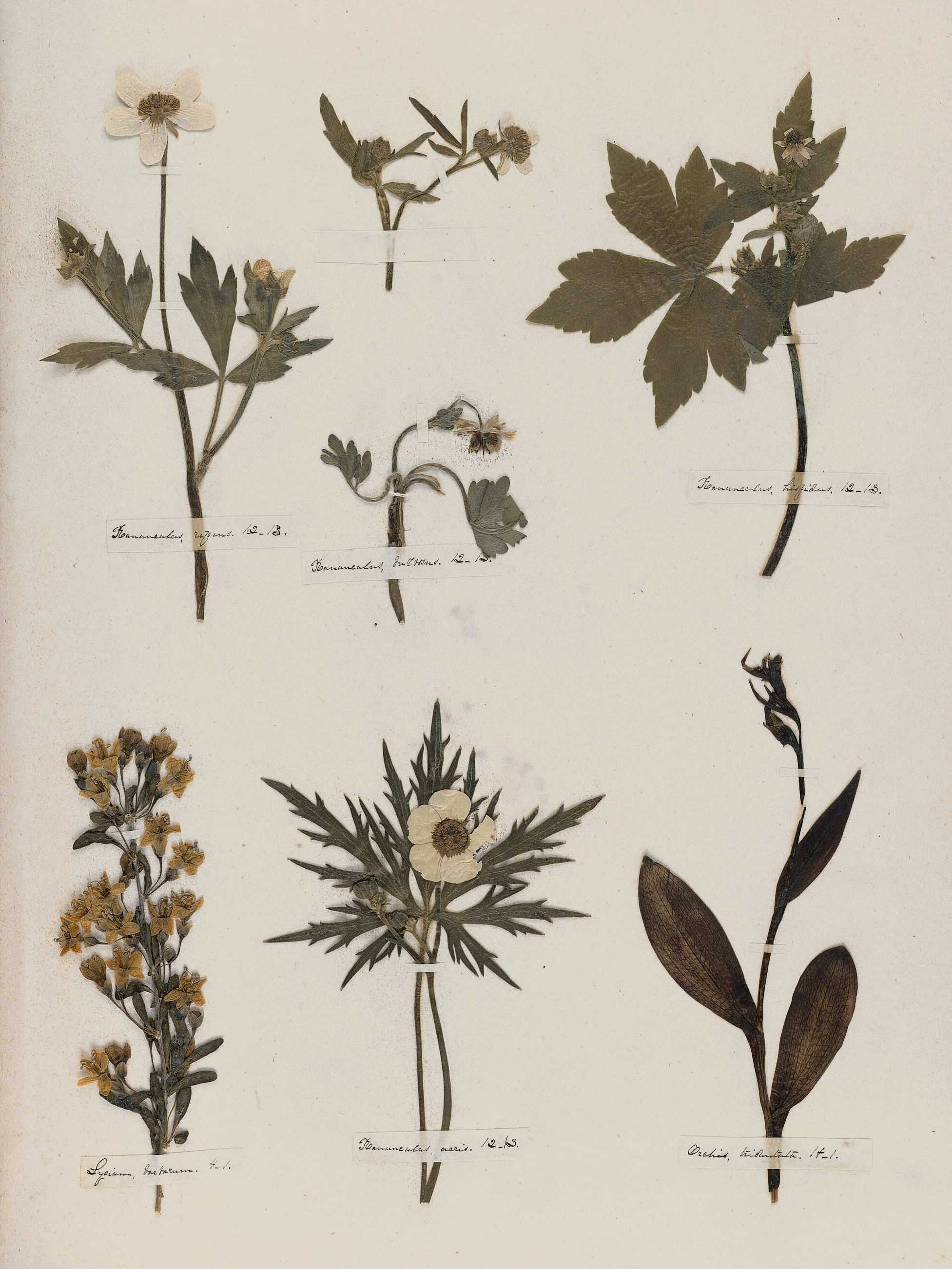Emily Dickinson: Herbarium