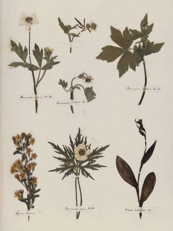 Emily Dickinson: Herbarium