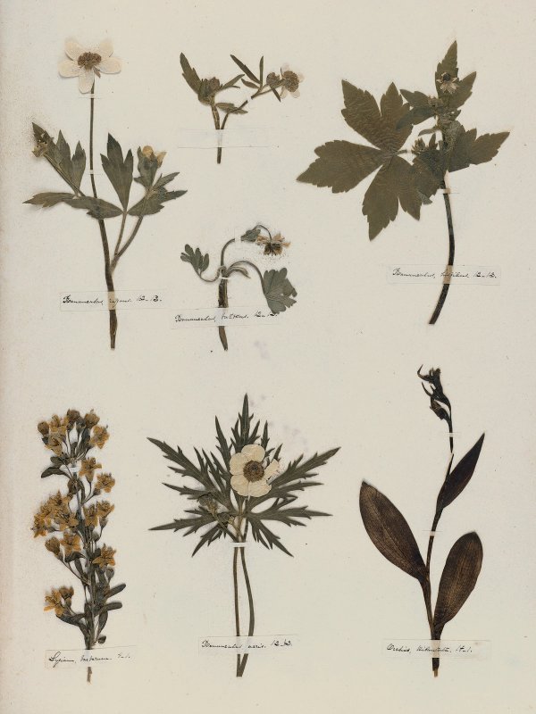 Emily Dickinson: Herbarium