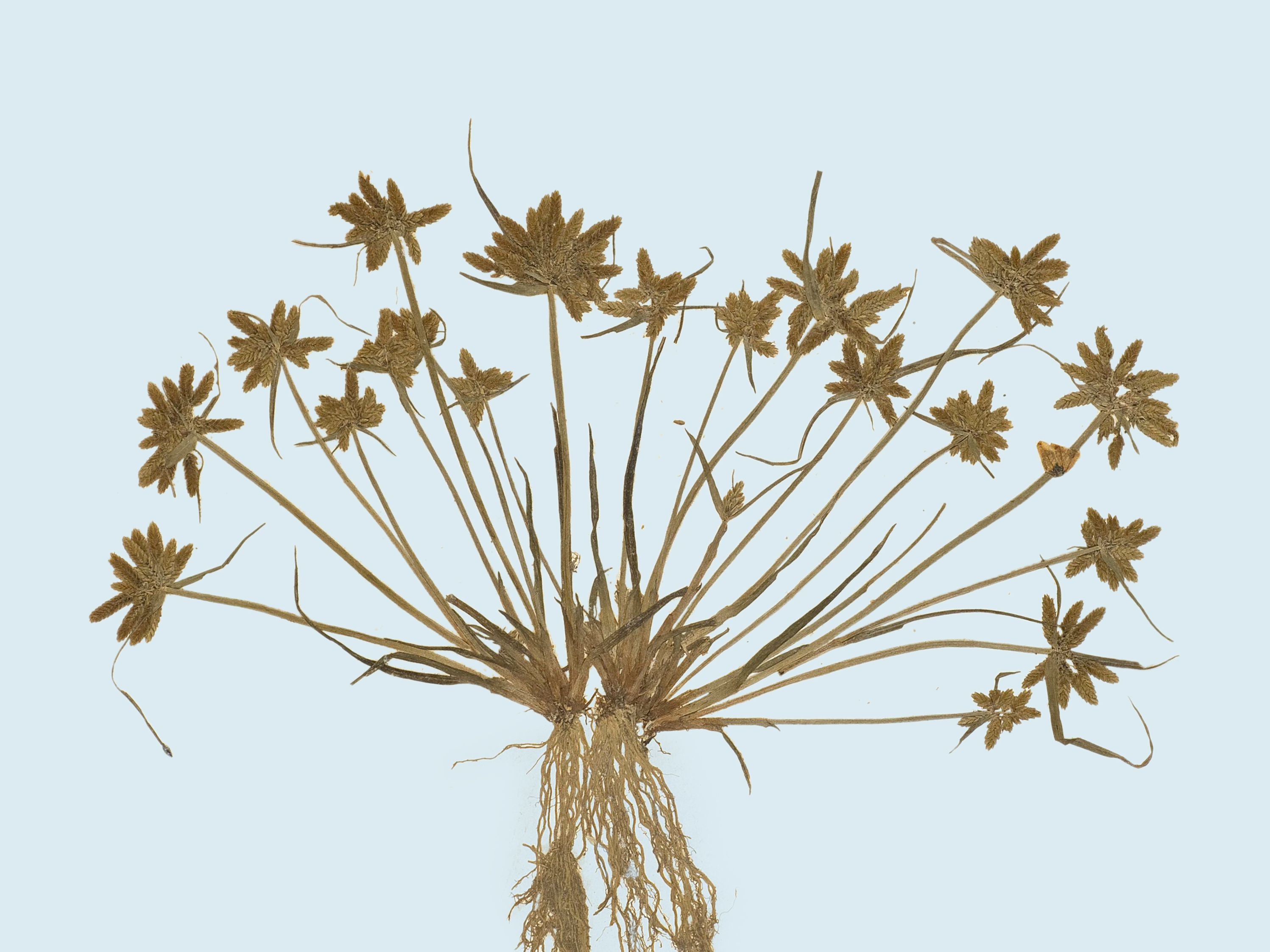 Felix Platter: Herbarium