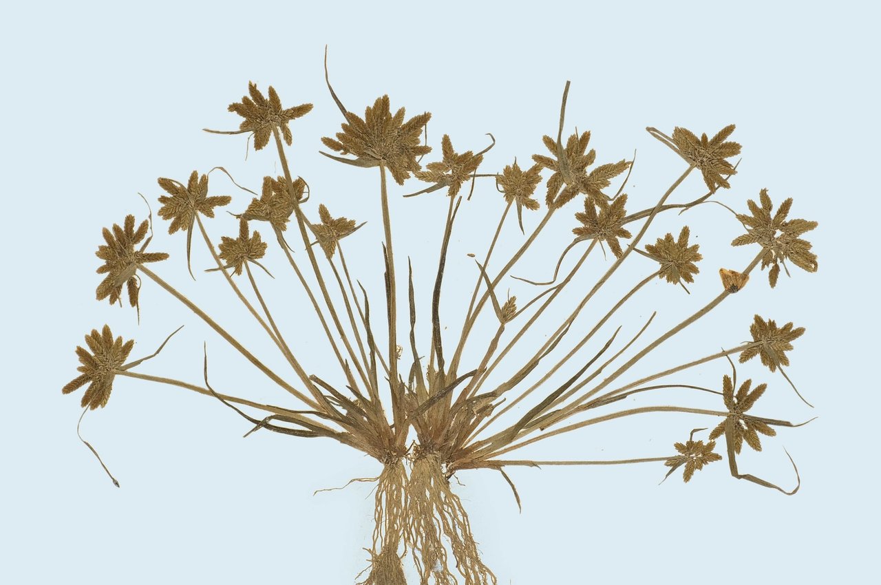 Felix Platter: Herbarium